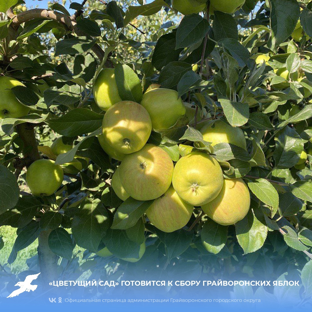 «Цветущий сад» готовится к сбору грайворонских яблок.