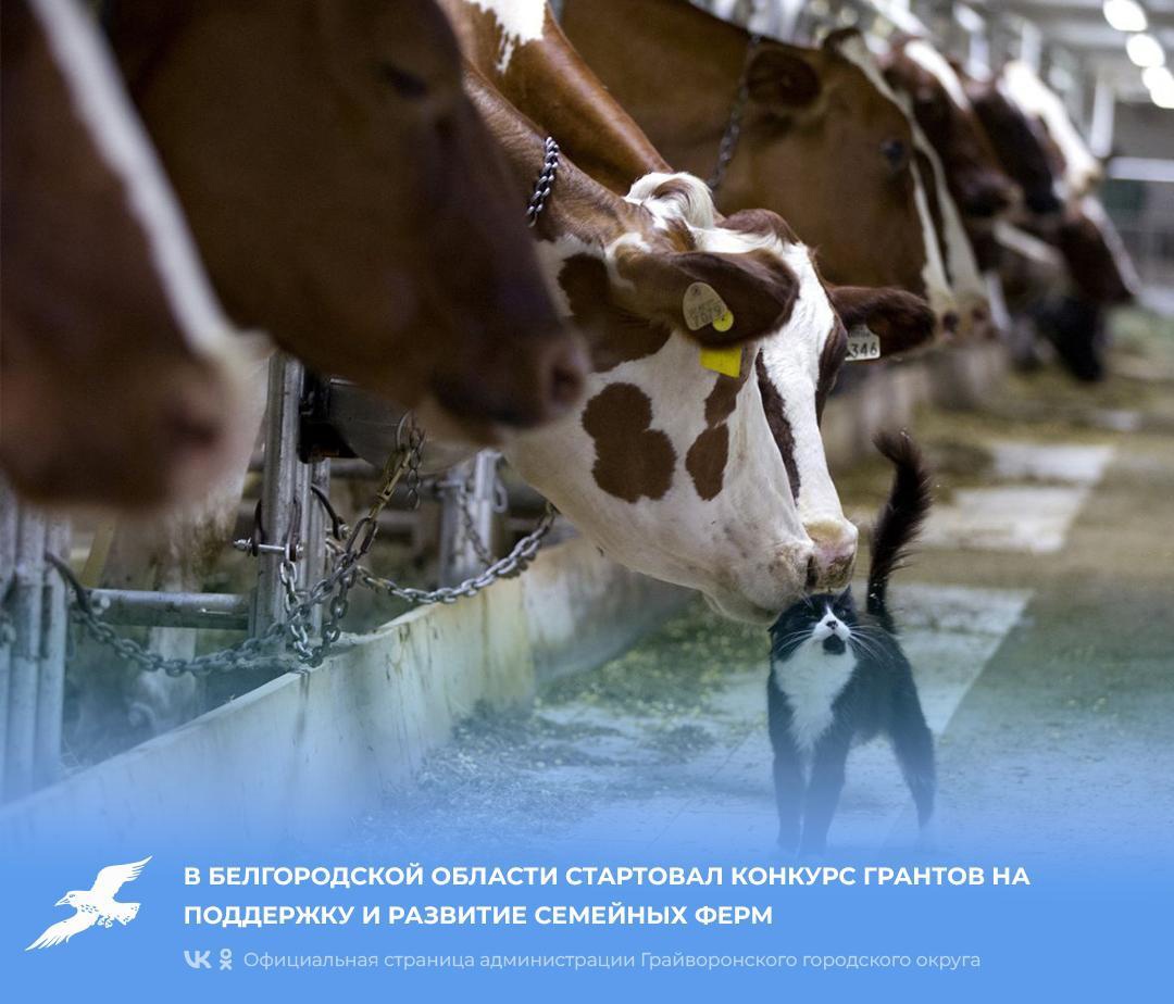 В Белгородской области стартовал конкурс грантов на поддержку и развитие семейных ферм