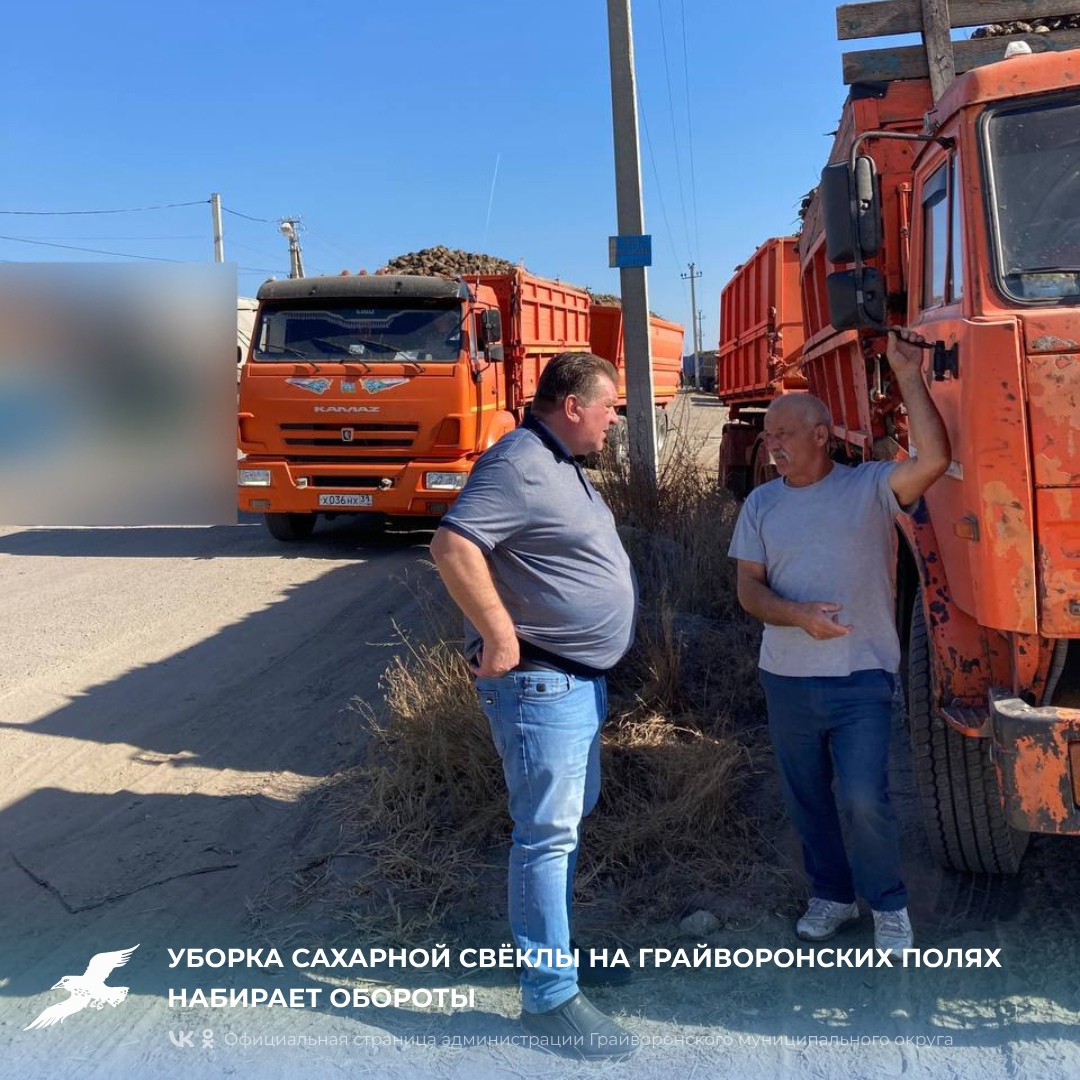 Уборка сахарной свёклы на грайворонских полях набирает обороты🚜.