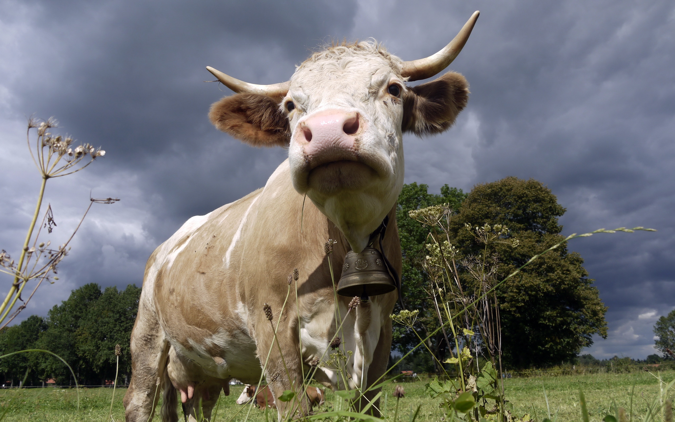 Осторожно! Выявлен очаг заболевания крупного рогатого скота в Грайворонском г.о..