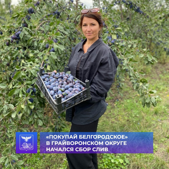 В грайворонских садах поспели сливы. В грайворонских садах поспели сливы.