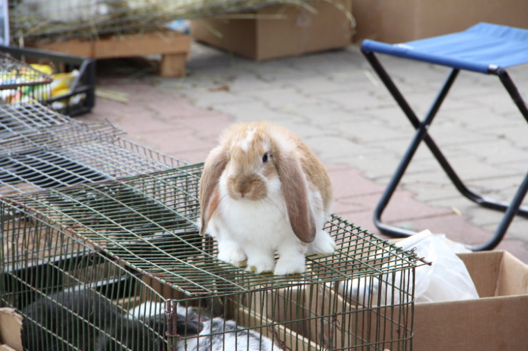 В минувшую субботу в Грайвороне прошла  уже 7-ая  выставка-ярмарка кроликов, экзотических животных и птиц..