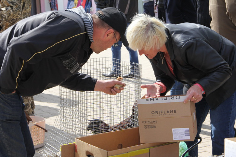 В минувшую субботу в Грайвороне прошла  уже 7-ая  выставка-ярмарка кроликов, экзотических животных и птиц..