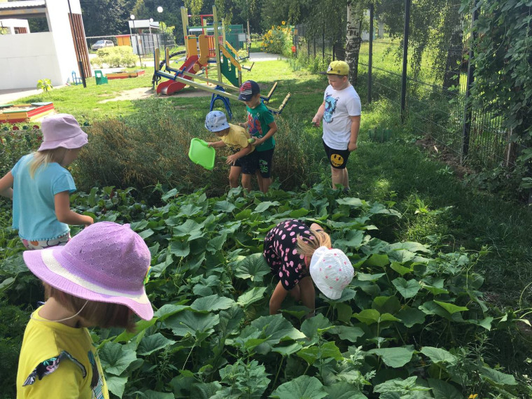 В детском саду «Капелька» поспел урожай.