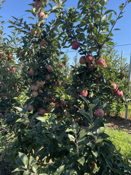 «Цветущий сад» готовится к сбору грайворонских яблок.